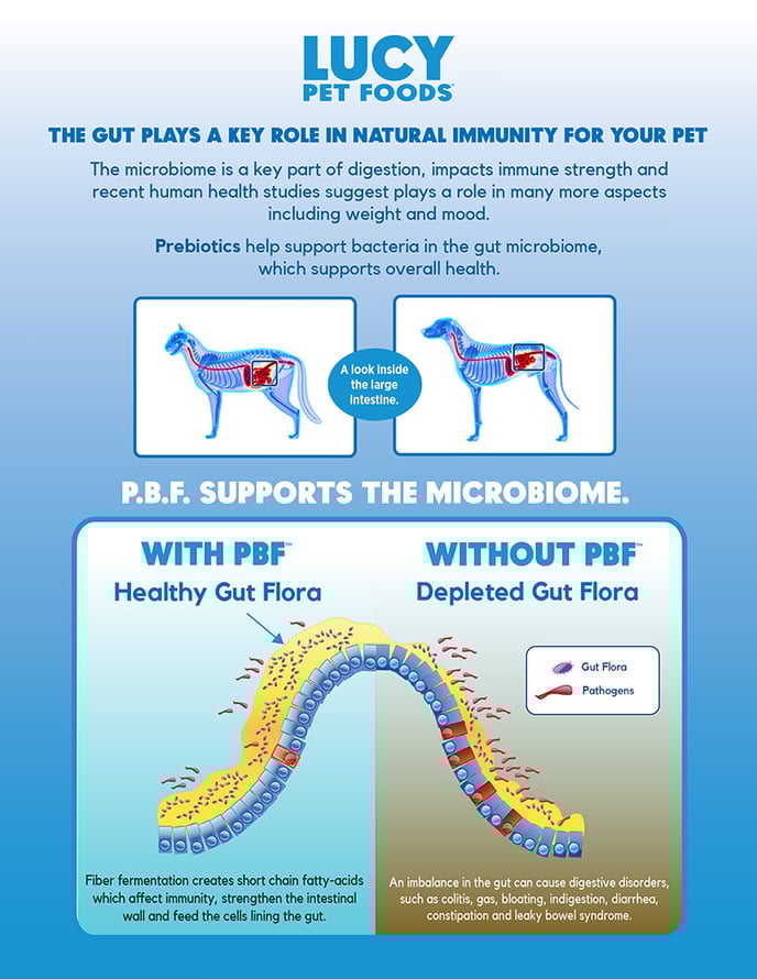 Healthy vs Unhealthy Gut
