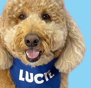 Signs of a Healthy Pet